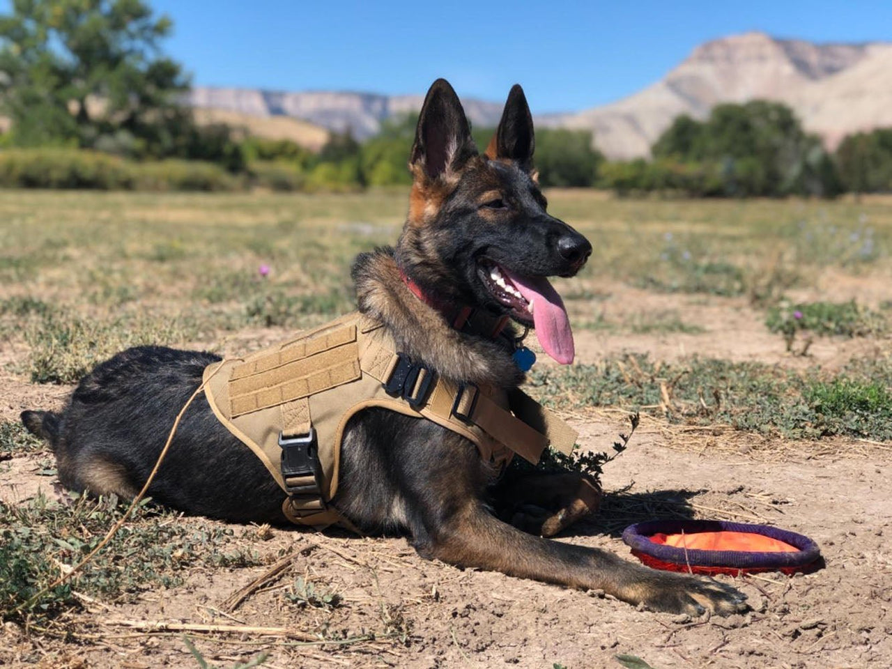 AlphaGuard K9 Harness - Military Overstock